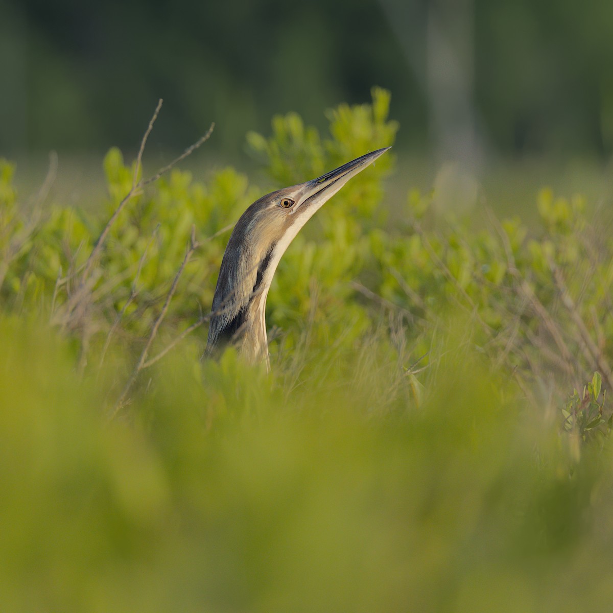 American Bittern - ML637499889