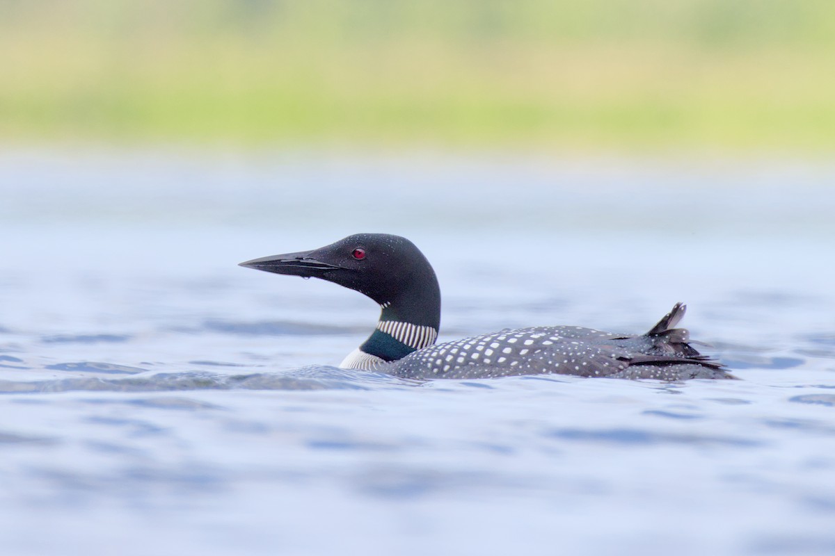 Common Loon - ML637499891