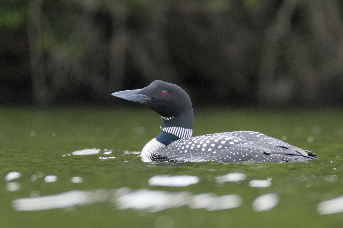 Common Loon - ML637499892
