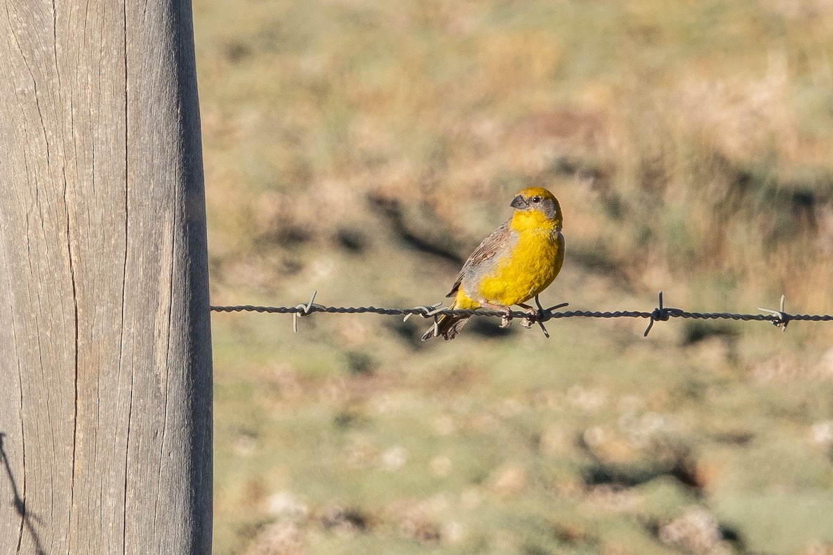 Bright-rumped Yellow-Finch - ML637499904