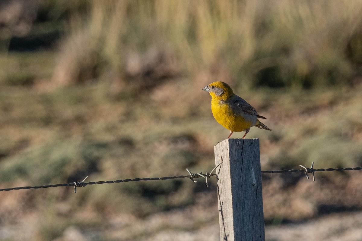 Bright-rumped Yellow-Finch - ML637499906