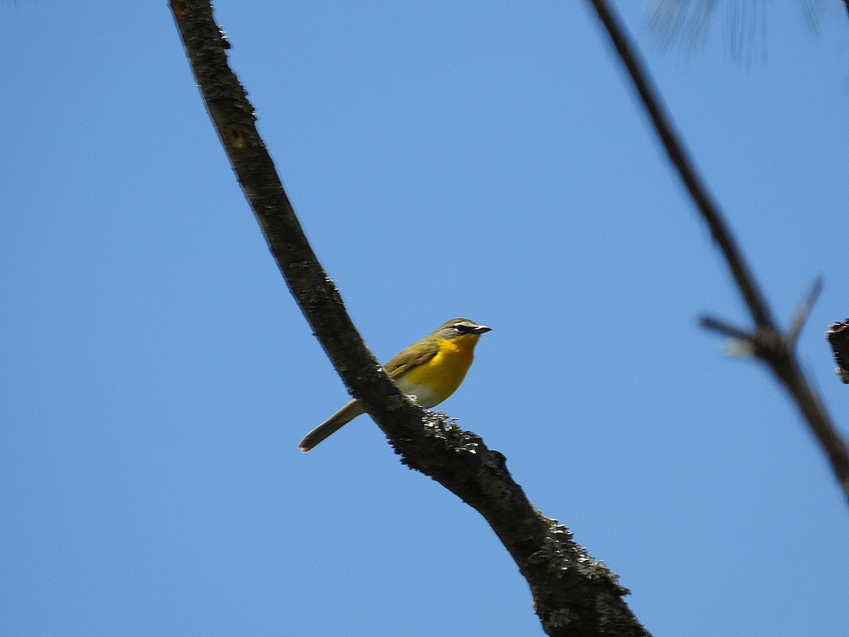 Yellow-breasted Chat - ML637499925