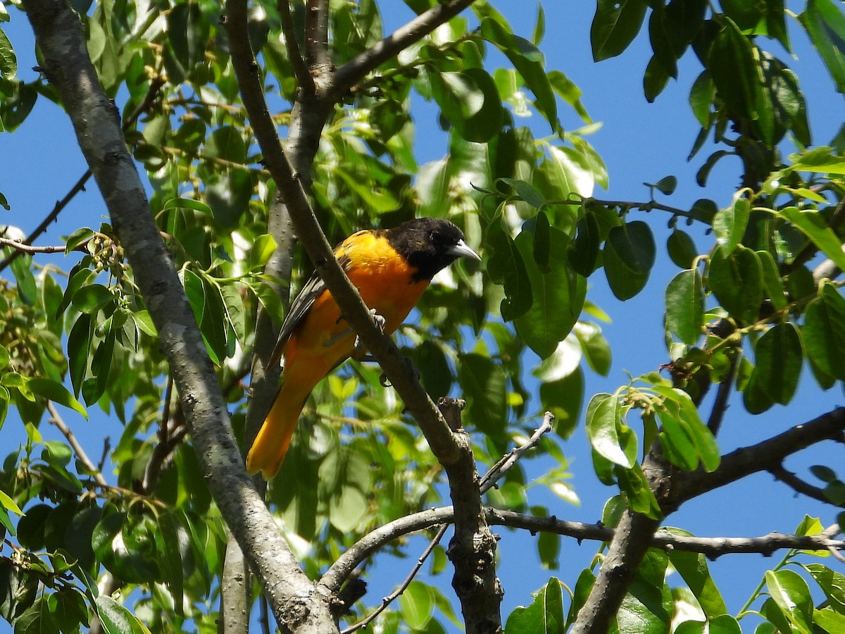 Baltimore Oriole - ML637499950