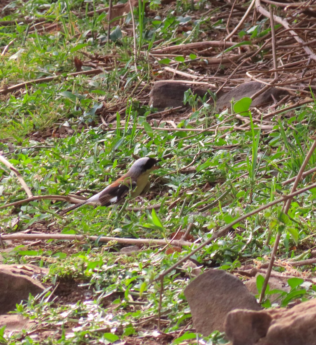 Bay-backed Shrike - ML637499959