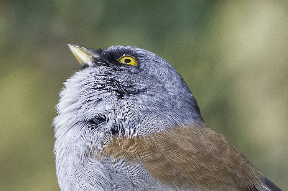 Yellow-eyed Junco - ML637499982
