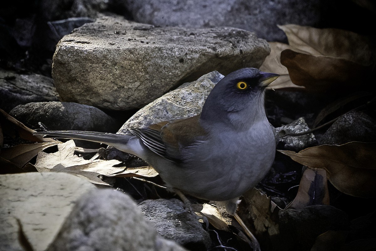 Yellow-eyed Junco - ML637499983