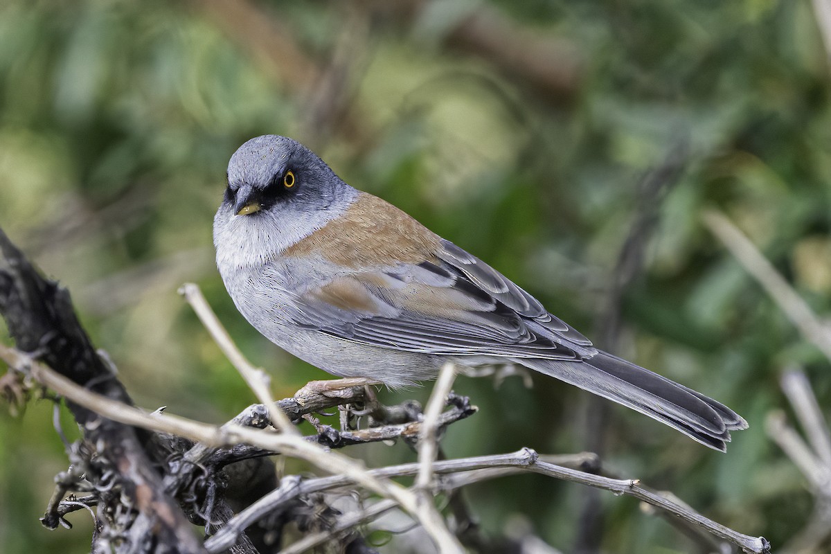 Yellow-eyed Junco - ML637499984