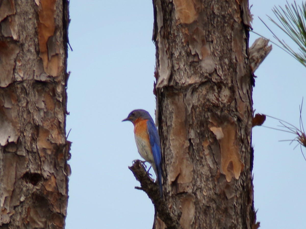 Eastern Bluebird - ML637500023
