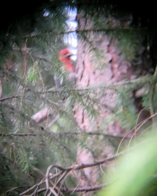 Red-breasted Sapsucker - ML637500074