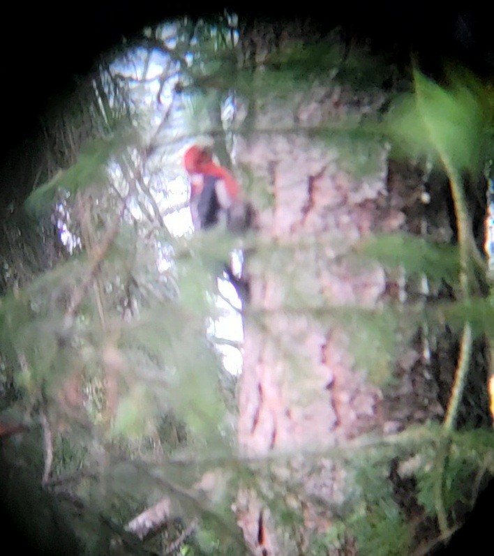 Red-breasted Sapsucker - ML637500075