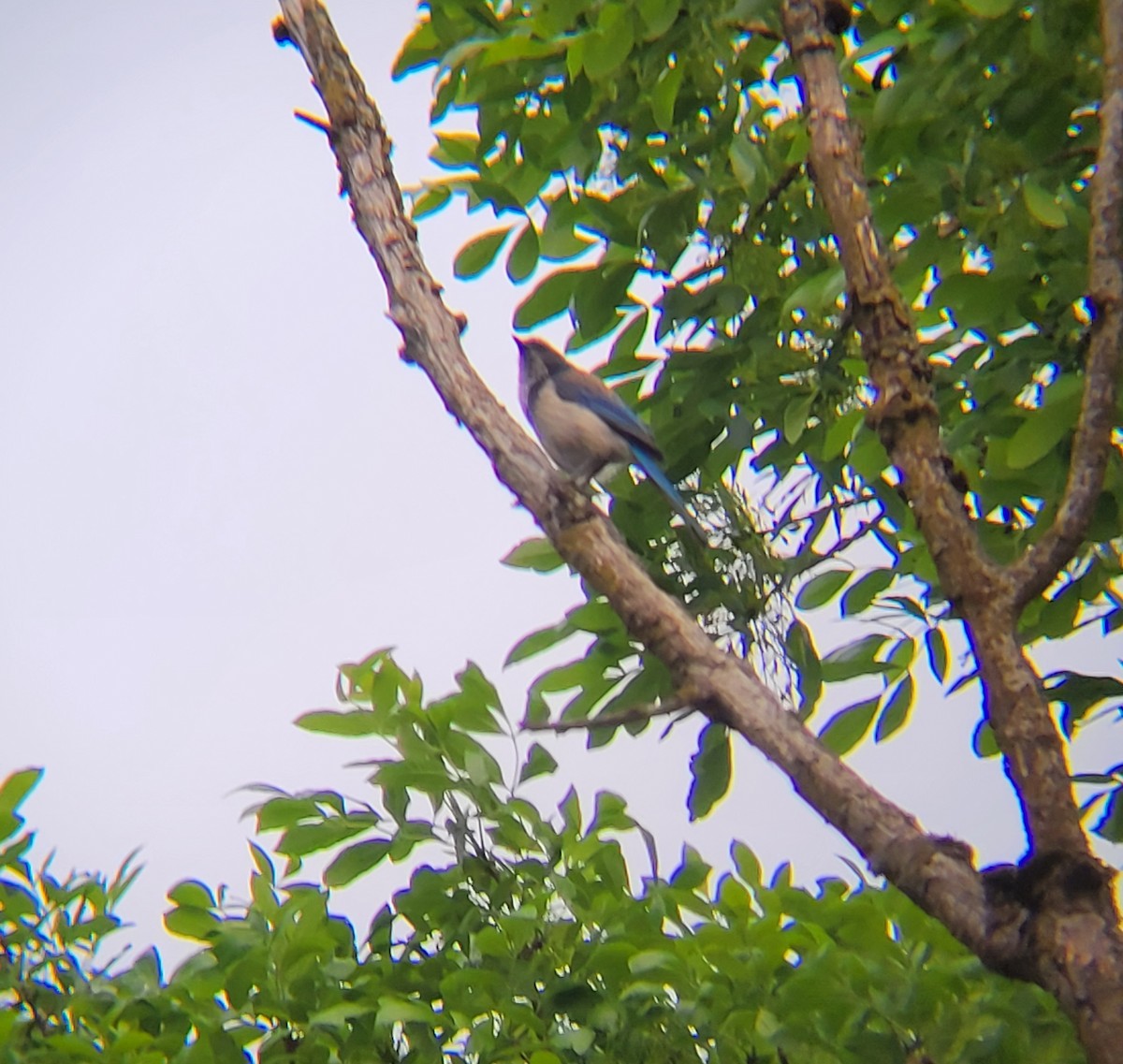 California Scrub-Jay - ML637500081