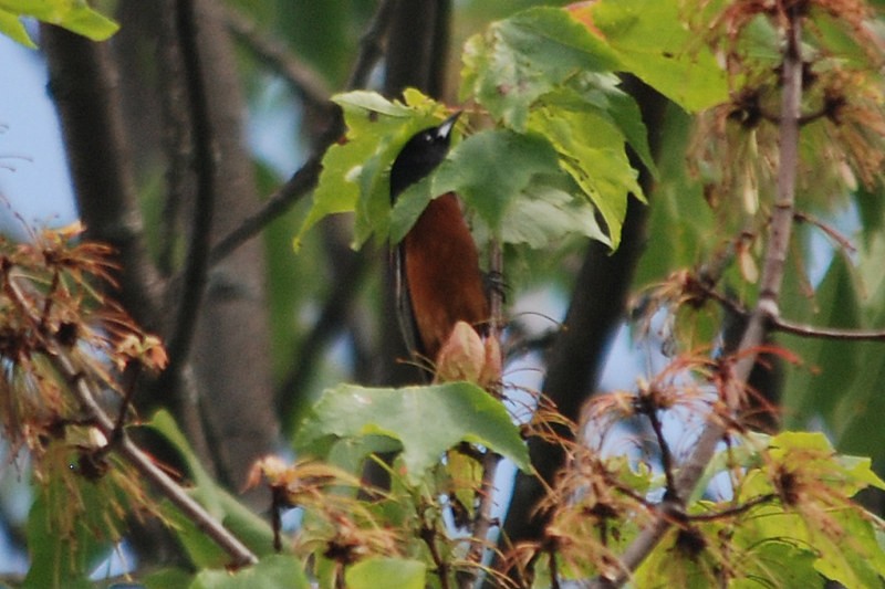 Orchard Oriole - ML637500096