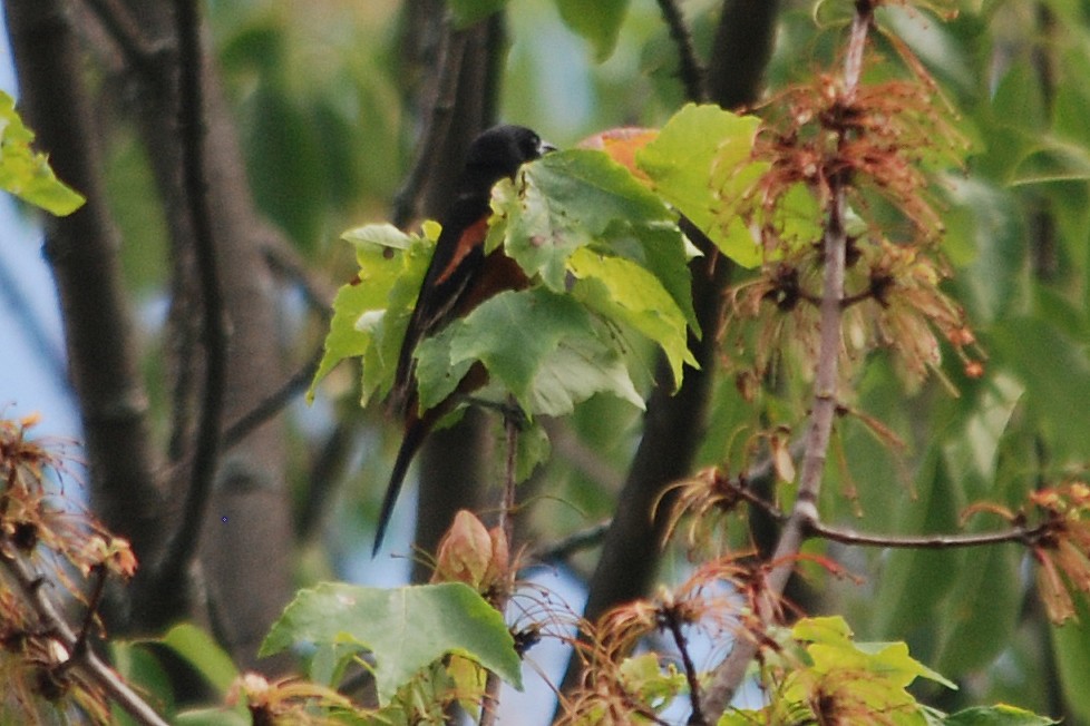 Orchard Oriole - ML637500097