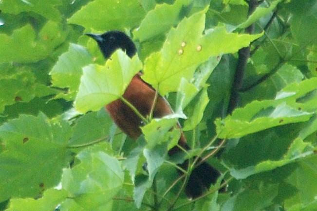 Orchard Oriole - ML637500098