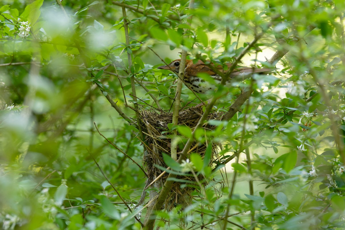 Wood Thrush - ML637500100