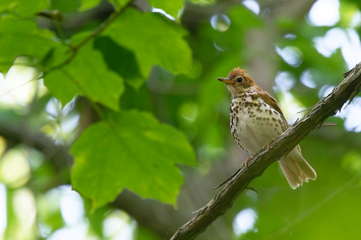 Wood Thrush - ML637500107