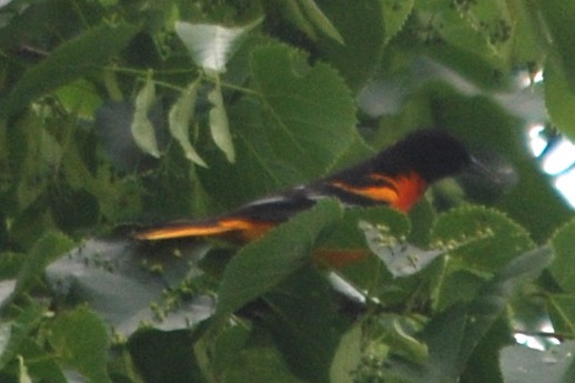 Baltimore Oriole - ML637500118