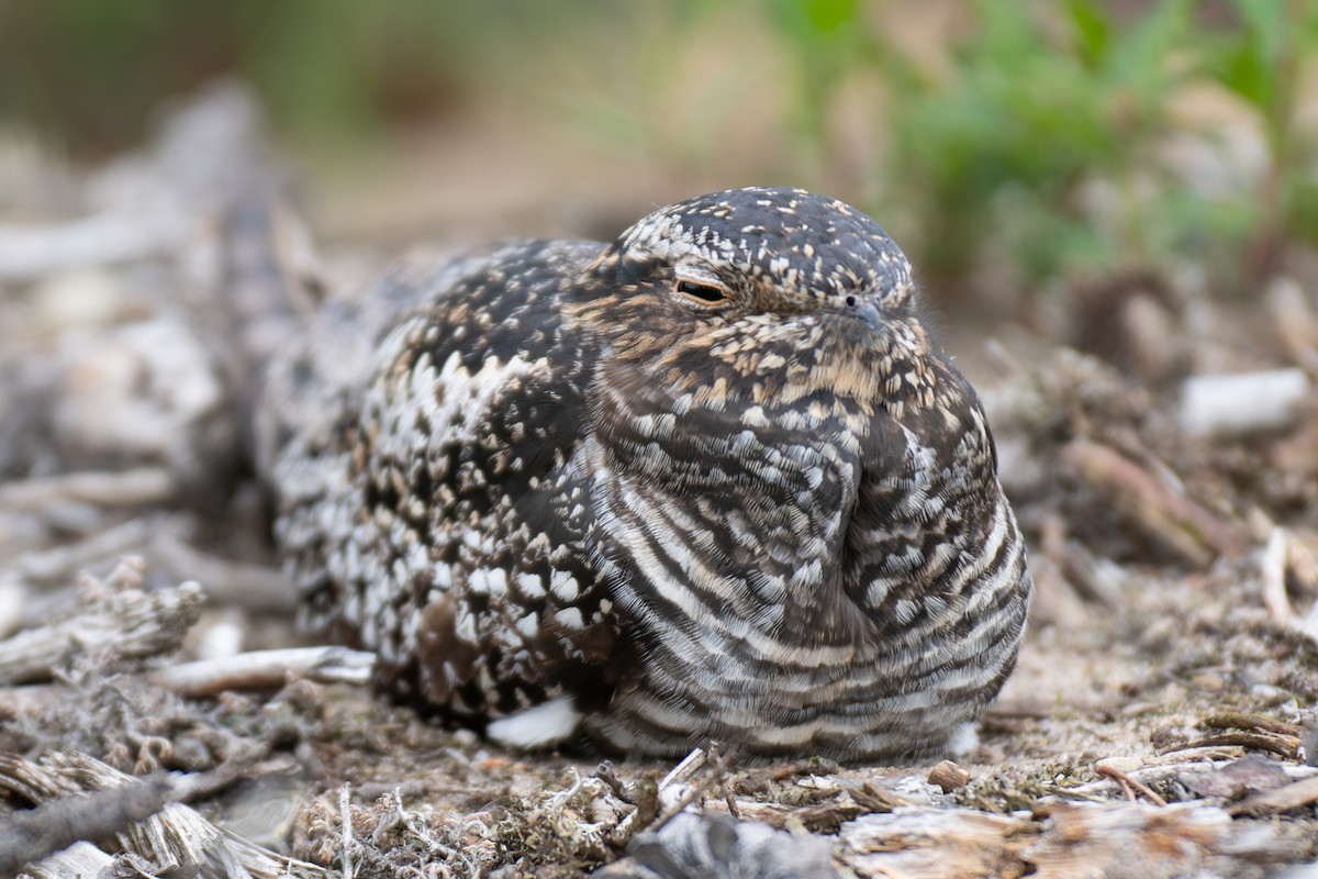 Common Nighthawk - ML637500182