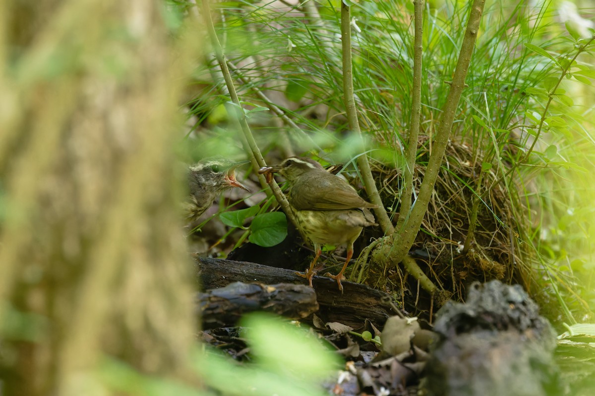 Louisiana Waterthrush - ML637500192