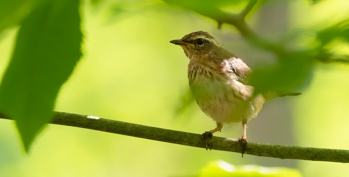 Louisiana Waterthrush - ML637500193