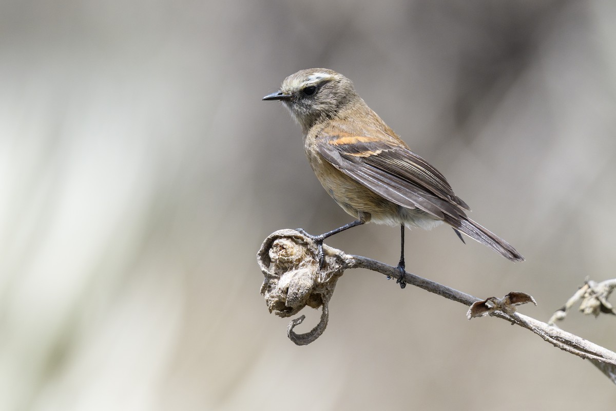 Brown-backed Chat-Tyrant - ML637500195