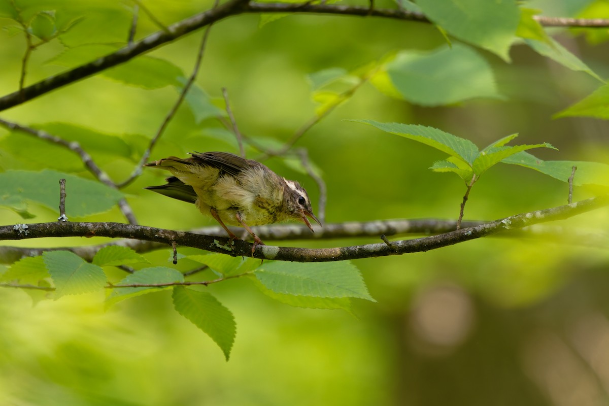Louisiana Waterthrush - ML637500207