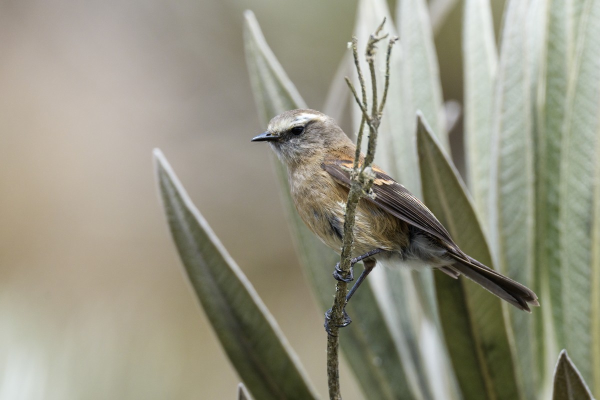 Brown-backed Chat-Tyrant - ML637500225