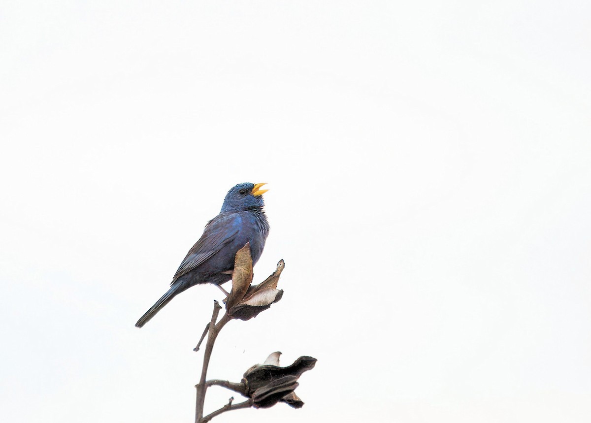 Blue Finch - ML637500304