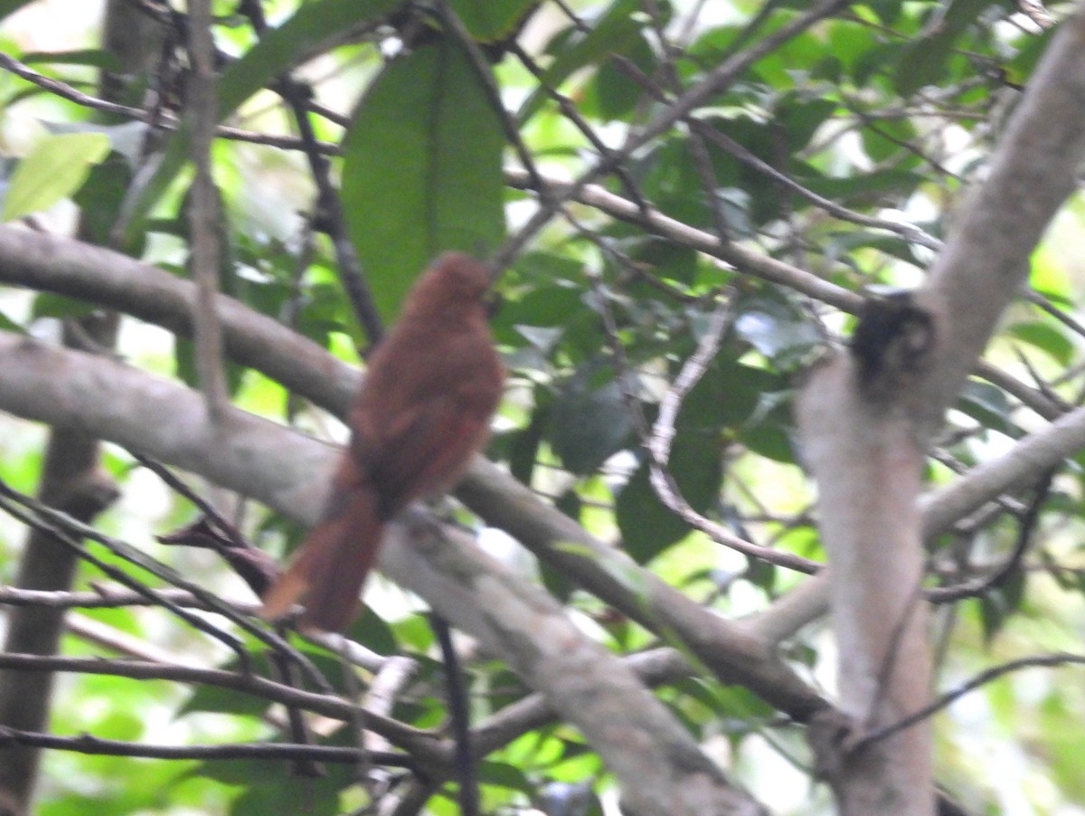Northern Schiffornis (Northern) - ML637500323