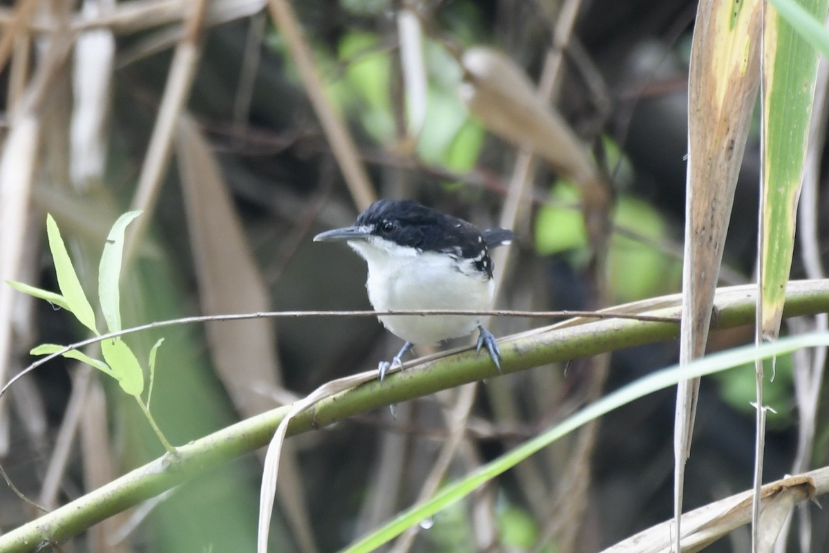Black-and-white Antbird - ML637500352