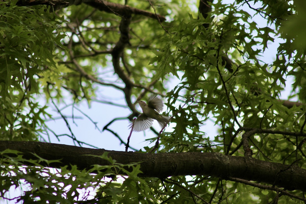 Warbling Vireo - ML637500386