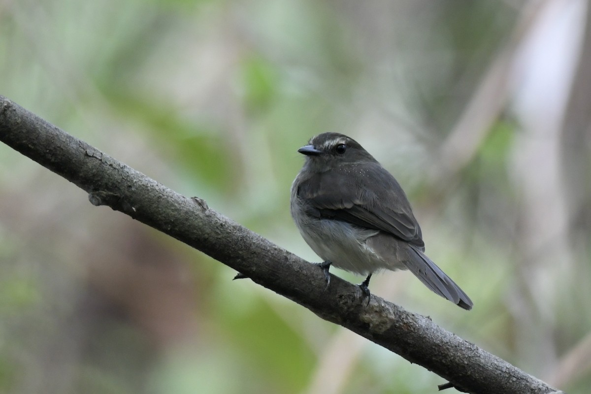 Fuscous Flycatcher - ML637500394