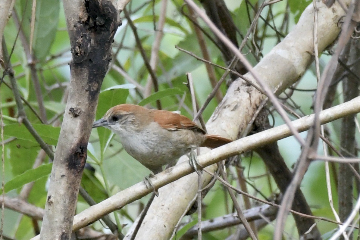 Parker's Spinetail - ML637500409