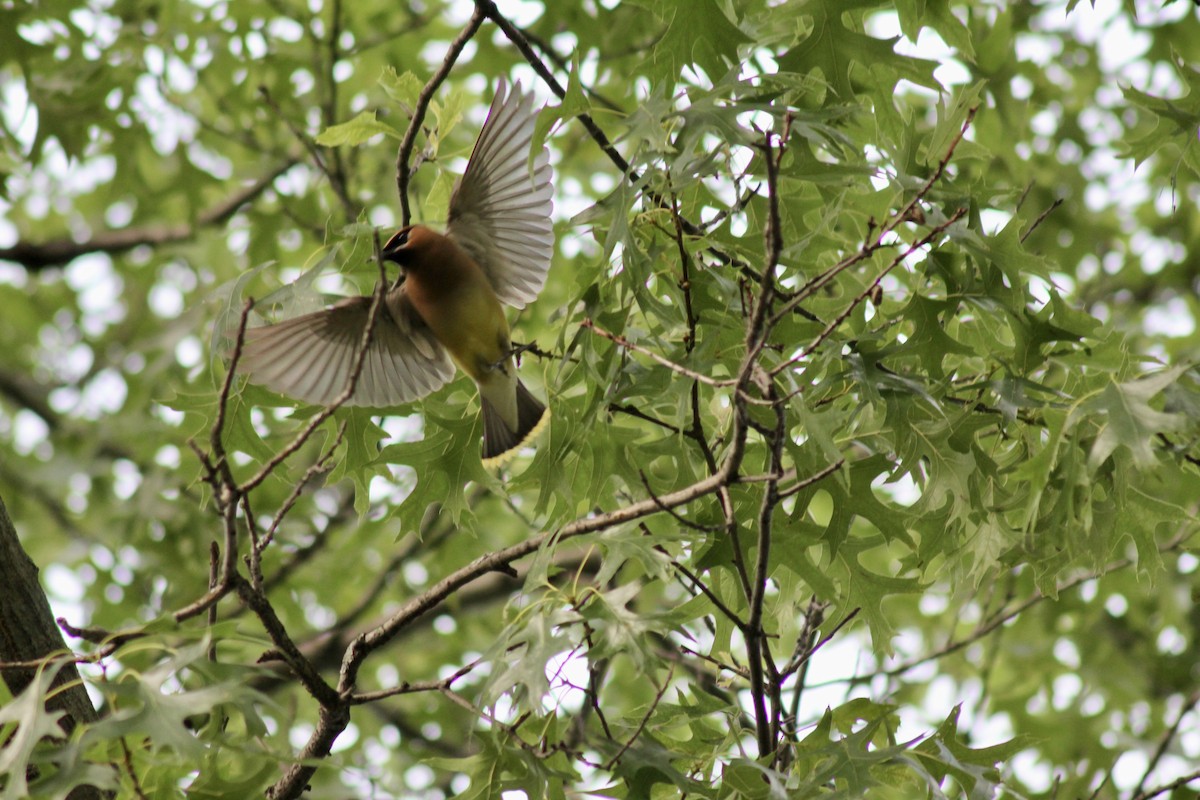 Cedar Waxwing - ML637500414