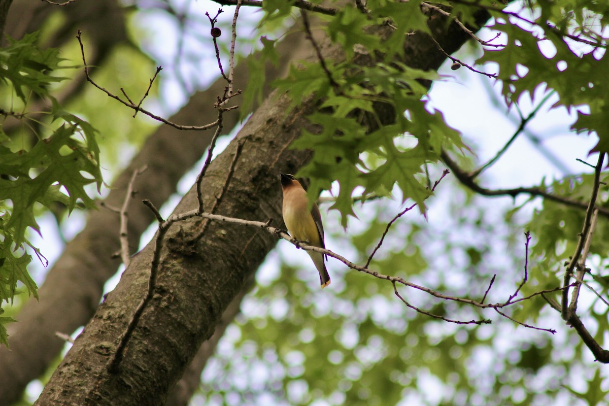 Cedar Waxwing - ML637500415