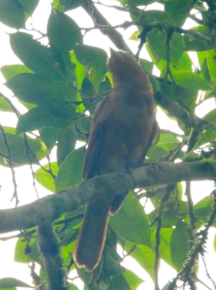 Northern Schiffornis (Northern) - ML637500428