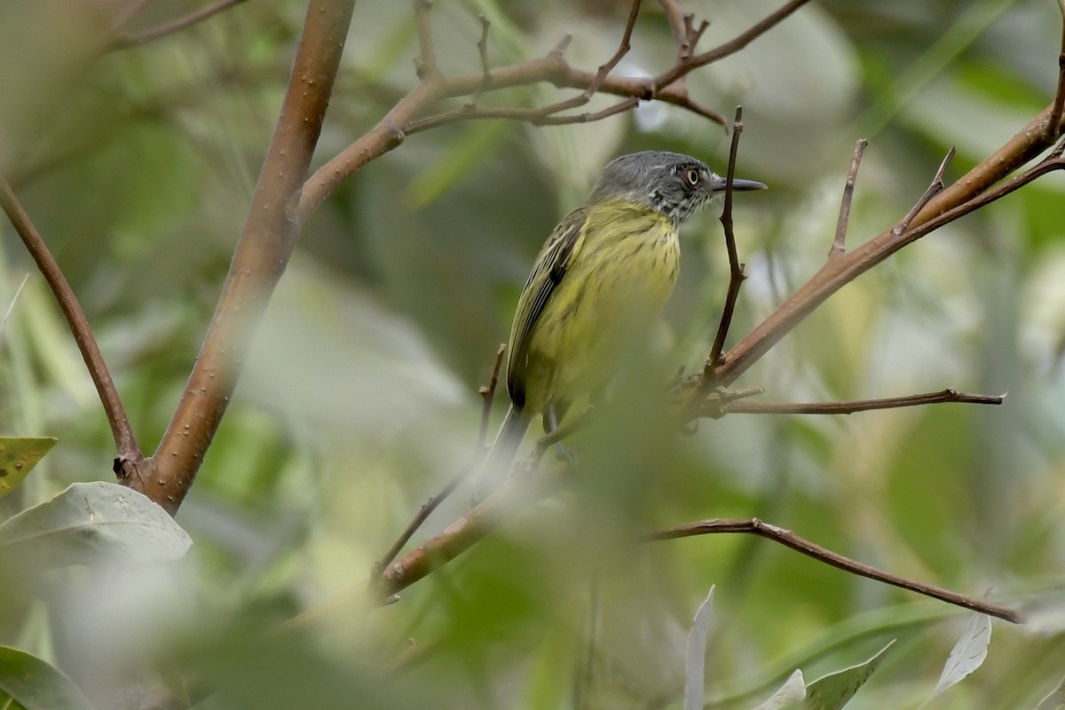 Spotted Tody-Flycatcher - ML637500430