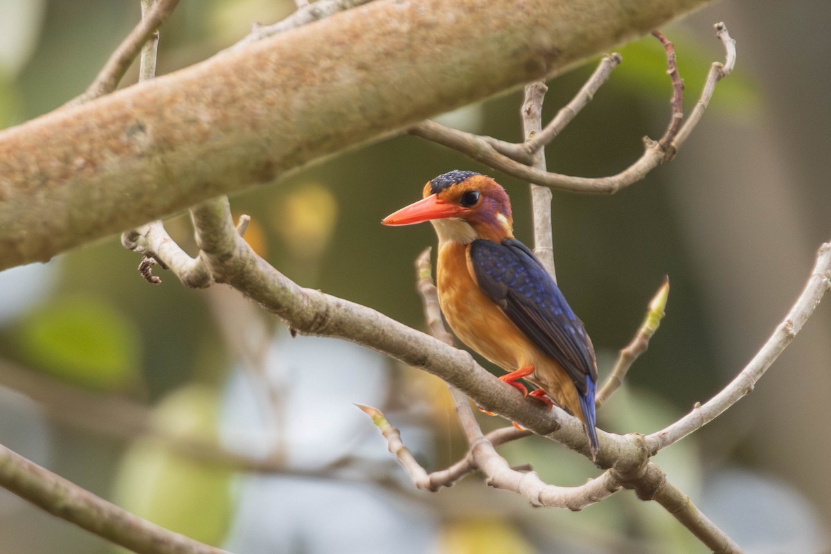 African Pygmy Kingfisher - ML637500459