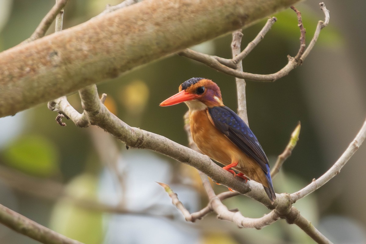African Pygmy Kingfisher - ML637500467