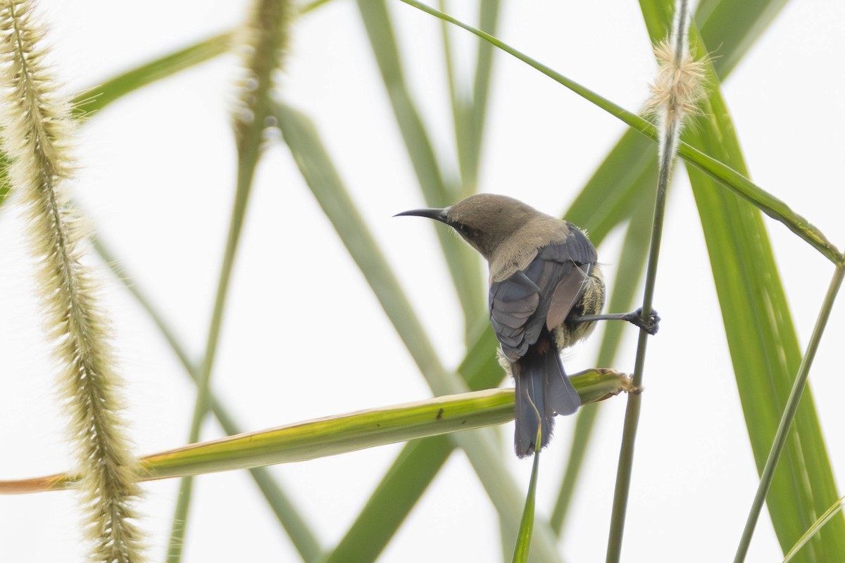 Copper Sunbird - ML637500489