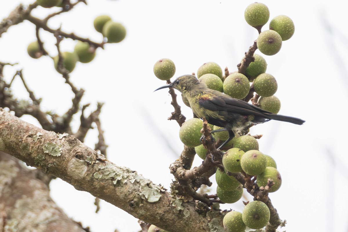 Copper Sunbird - ML637500496