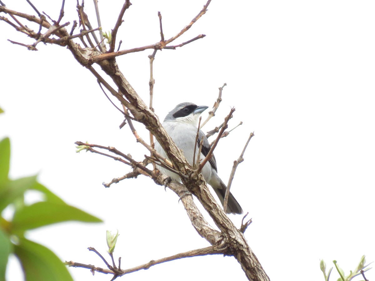 White-banded Tanager - ML637500497