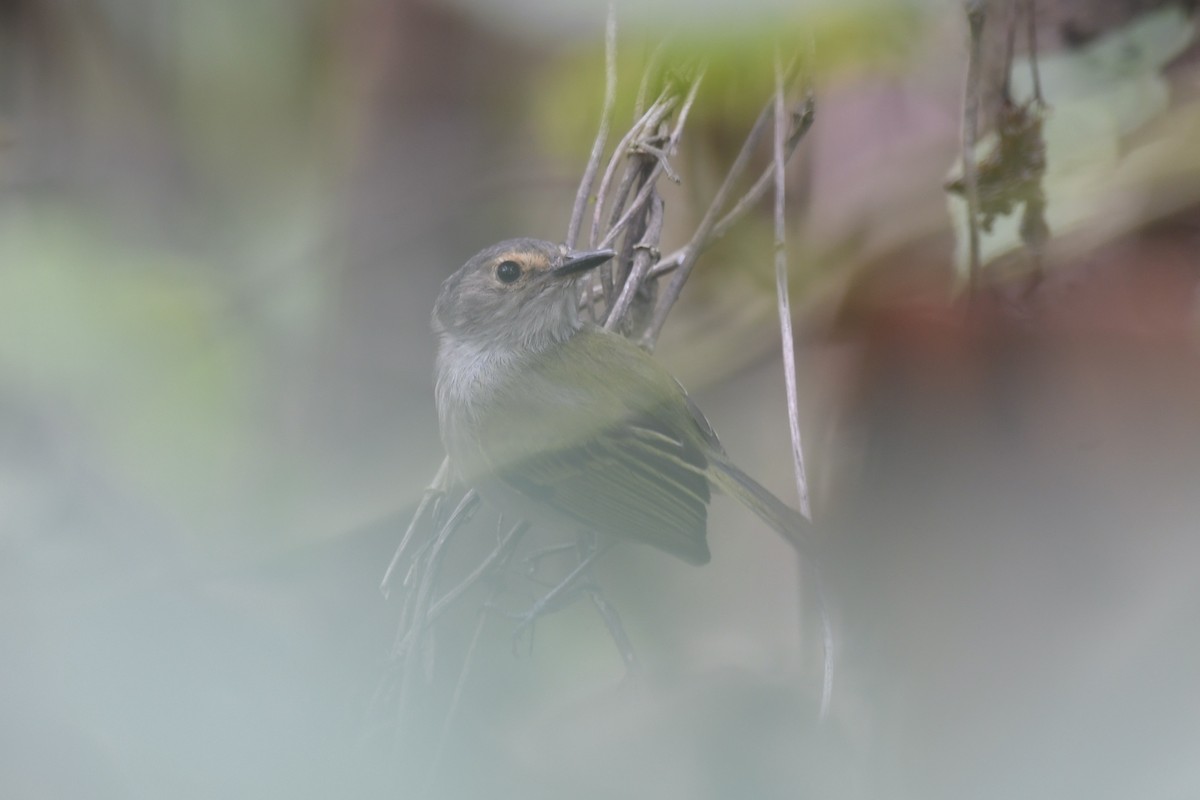 Rusty-fronted Tody-Flycatcher - ML637500500