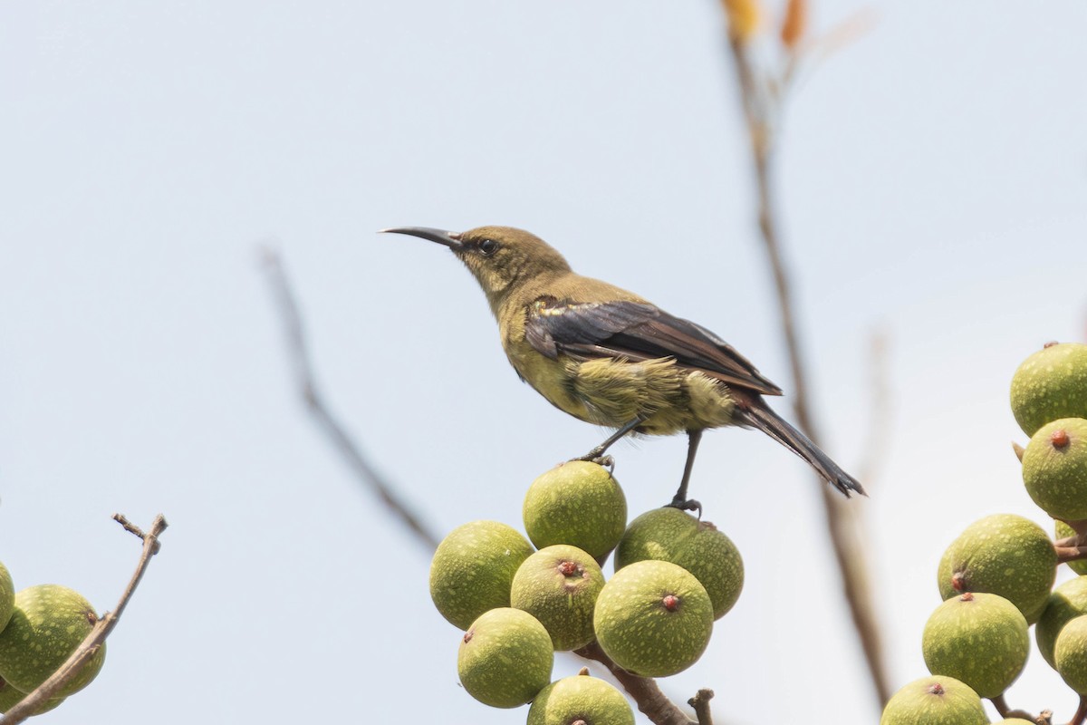 Copper Sunbird - ML637500506