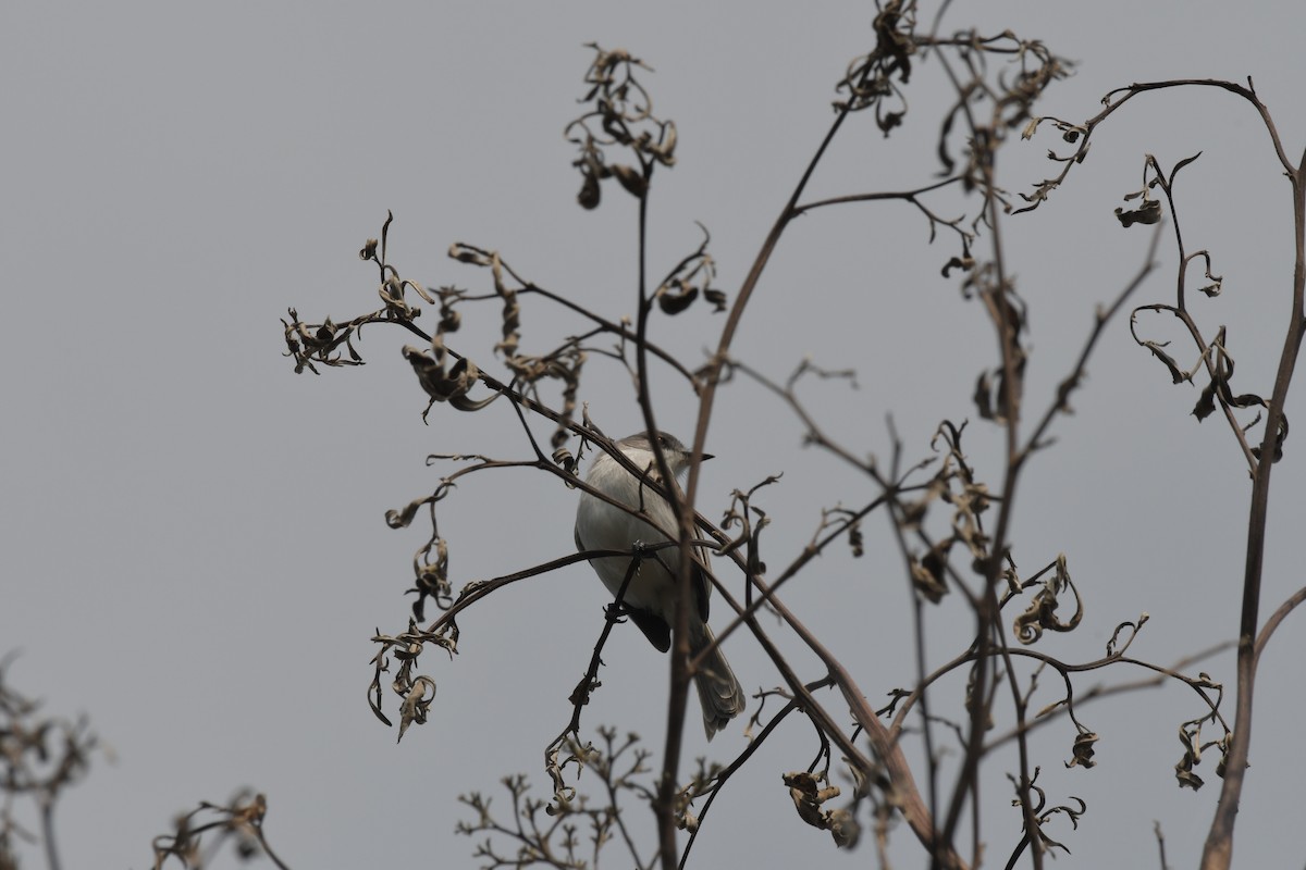 River Tyrannulet - ML637500508