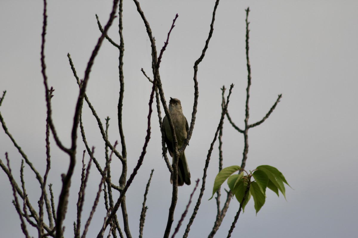 Northern Mockingbird - ML637500536