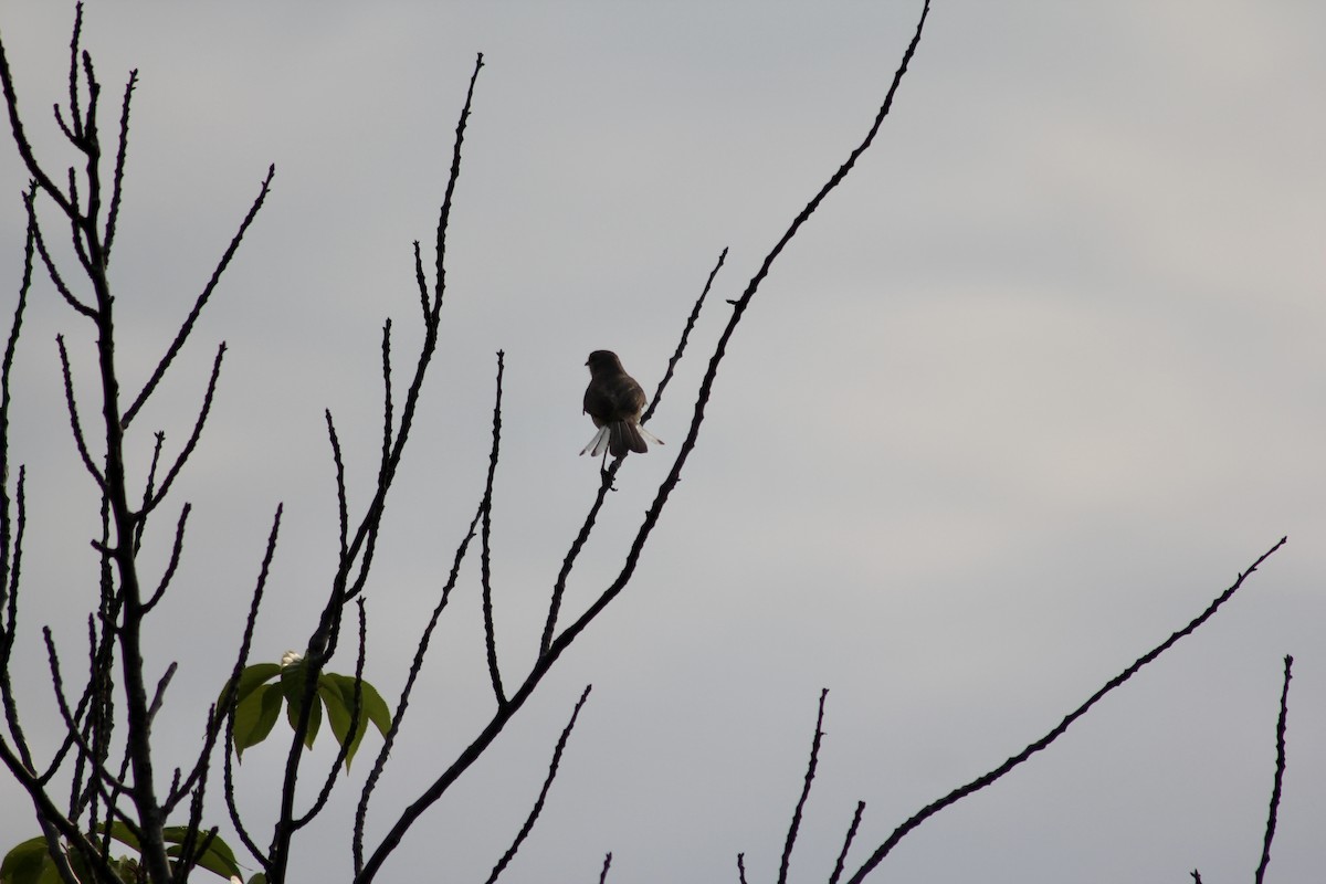 Northern Mockingbird - ML637500537