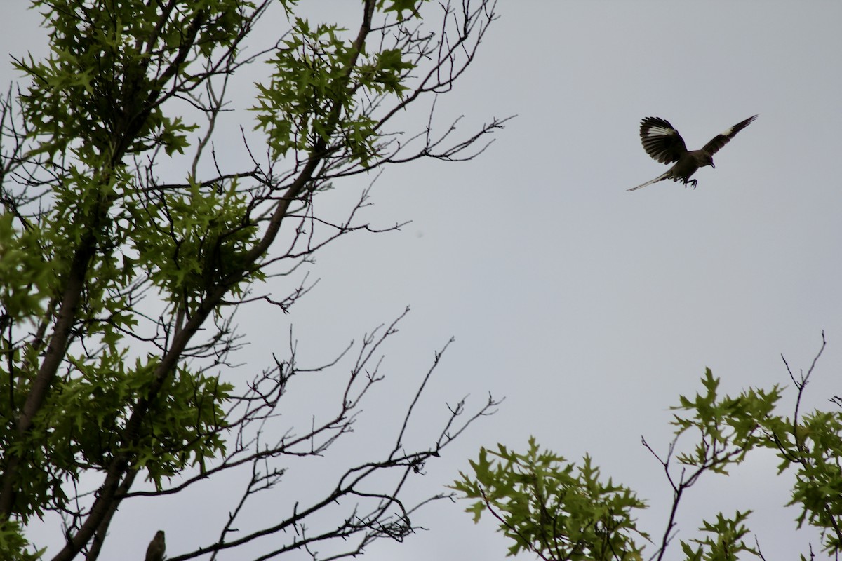 Northern Mockingbird - ML637500538