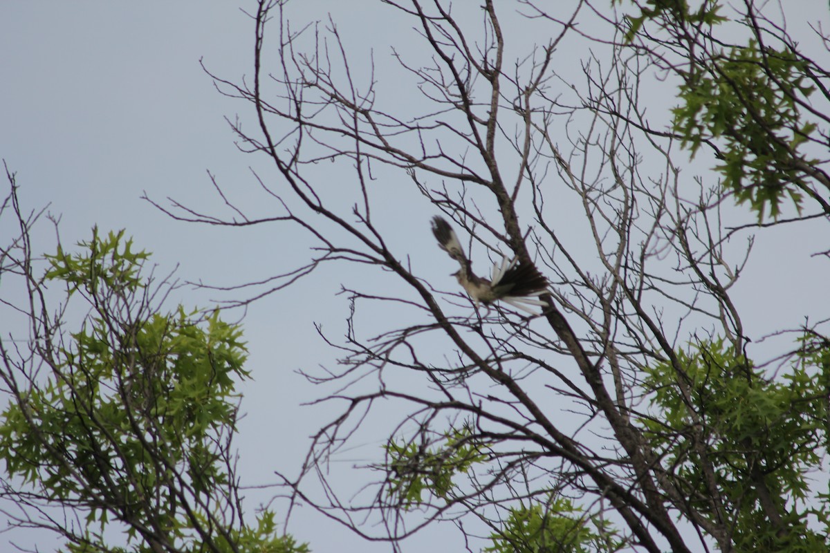Northern Mockingbird - ML637500539