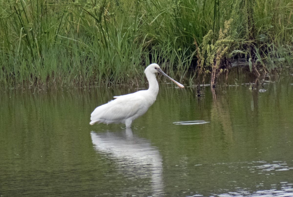 Eurasian Spoonbill - ML637500543